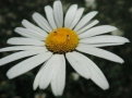 \"Galeria