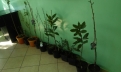 \"Galeria
