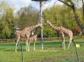 Wycieczka do ZOO