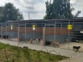 Wizyta w schronisku dla zwierząt